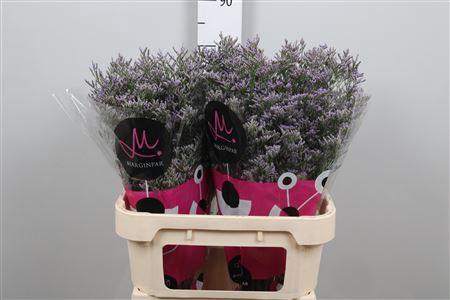 <h4>Lim Skylight</h4>