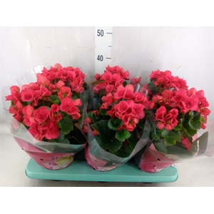 Begonia elat. DU 'Serena'