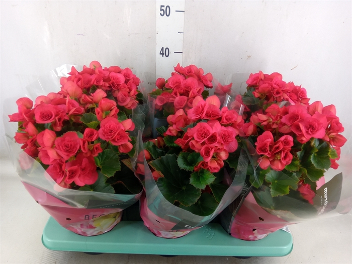 <h4>Begonia elat. DU 'Serena'</h4>