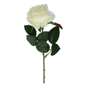 Rosa 45cm