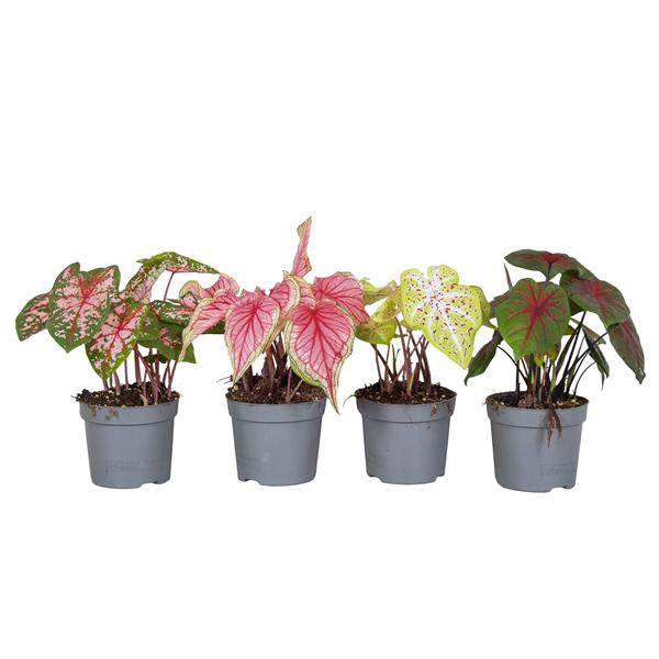 <h4>Caladium minimaal 3 soorten mix</h4>