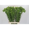 Moluccella Laevis