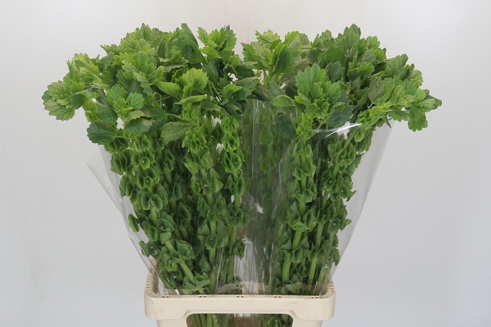 <h4>Moluccella Laevis</h4>