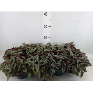 Tradescantia zebr. 'Purpusii'