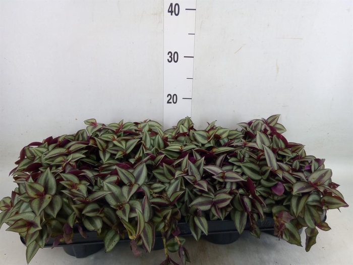 <h4>Tradescantia zebr. 'Purpusii'</h4>