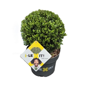Ilex crenata Dark Green, P23, Bol Ø25cm