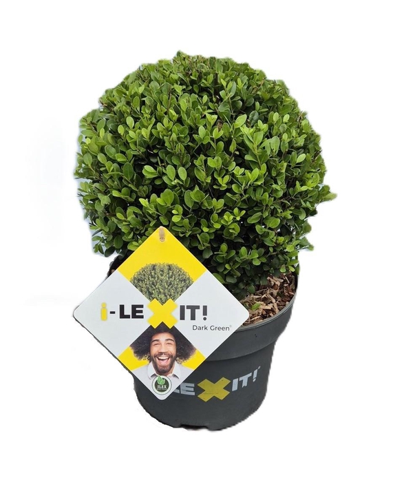 <h4>Ilex crenata Dark Green, P23, Bol Ø25cm</h4>