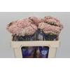 Ozothamnus Cooks Pink