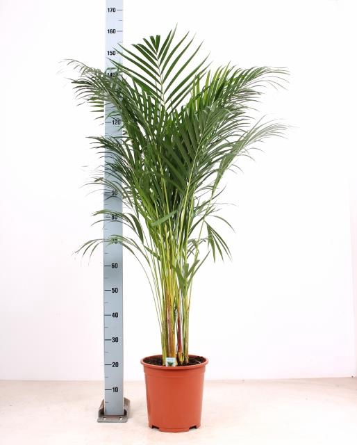 <h4>DYPSIS LUTESCENS</h4>