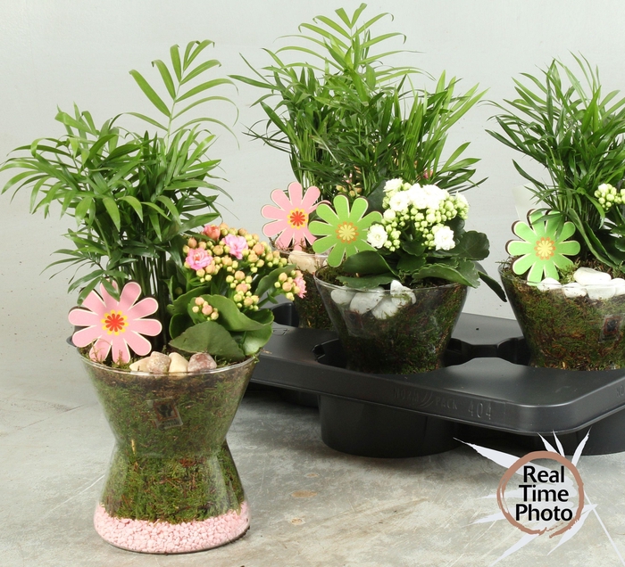 <h4>ARR KAMERPL</h4>