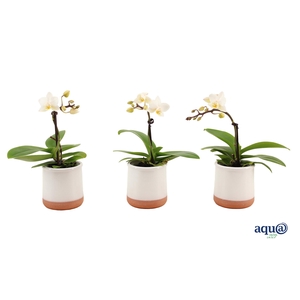 Valencia Wit Tiny Dolls Wit 1T7+ aqu@