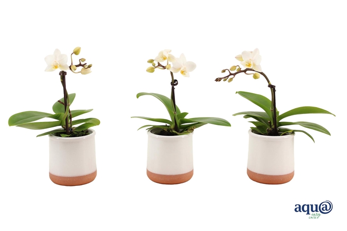 <h4>Valencia Wit Tiny Dolls Wit 1T7+ aqu@</h4>