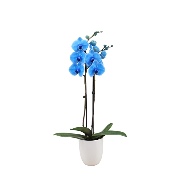 <h4>Hugo White Phal I Am Blue 2T14+</h4>