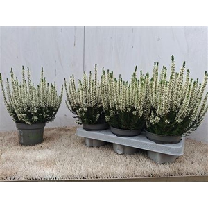 Callu Bl Verenka