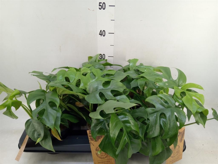 <h4>Monstera ...</h4>