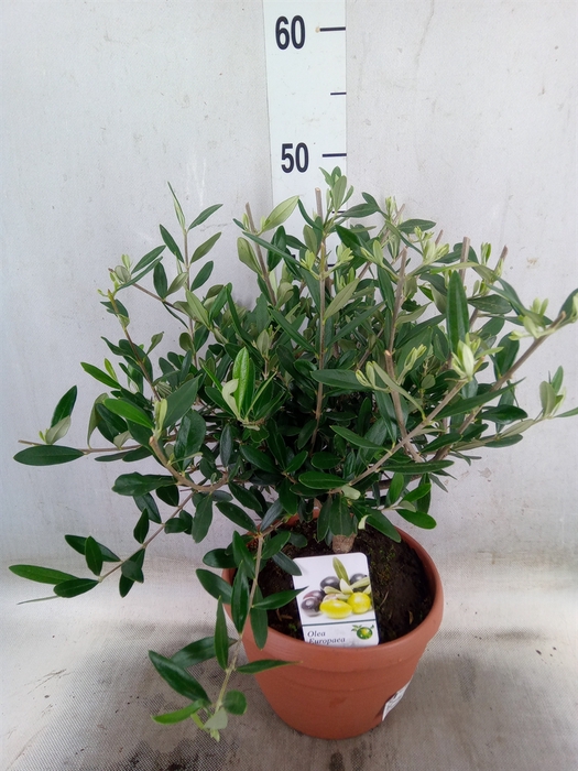 <h4>Olea europaea</h4>