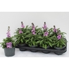 arr8 Erys Bowles Mauve
