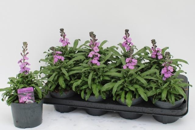 arr8 Erys Bowles Mauve