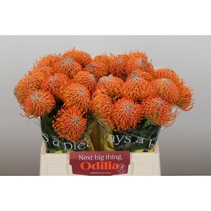 Nutans Ayoba Orange