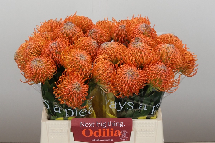 <h4>Nutans Ayoba Orange</h4>