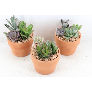 arr3 UB - Succulent terra pot 12cm