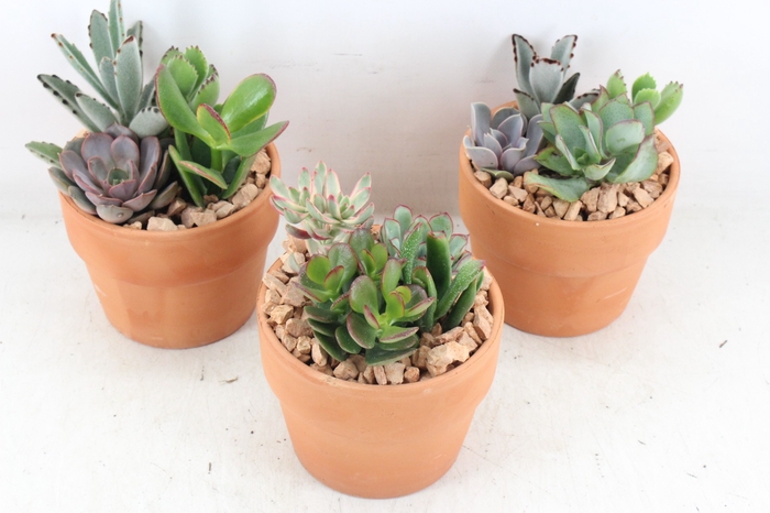 <h4>arr3 UB - Succulent terra pot 12cm</h4>