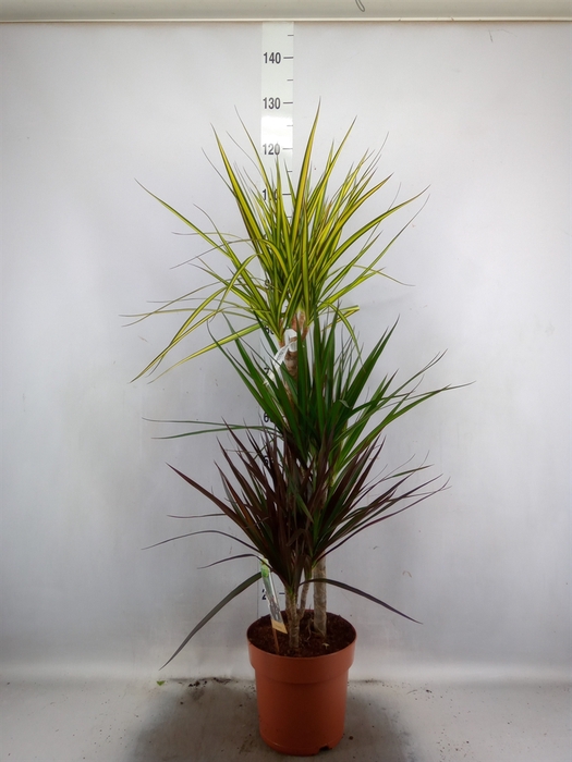 <h4>Dracaena marg.   ..mix 3</h4>