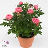 ROSA SPARKLING JEWEL