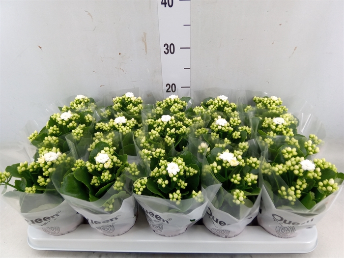 <h4>Kalanchoe blos. 'RosFlow Sia'</h4>