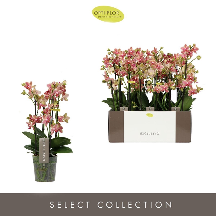 <h4>Phal Exclusivo Pikachu 4 Tak</h4>