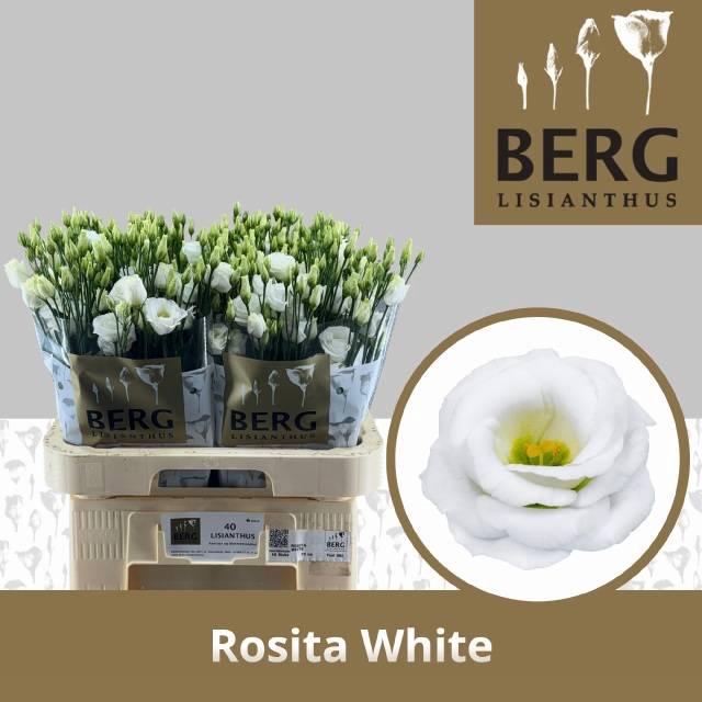 <h4>EUS G ROSI WHITE</h4>