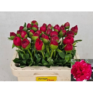 PAEONIA HYBR. 'COMMAND PERFORMANCE'