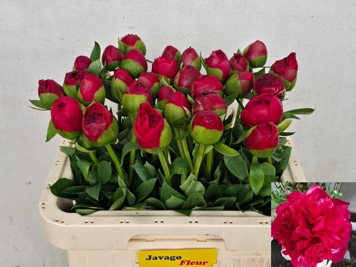 <h4>PAEONIA HYBR. 'COMMAND PERFORMANCE'</h4>