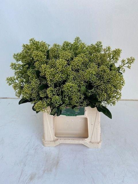 <h4>SKIM J FINCHY BS</h4>