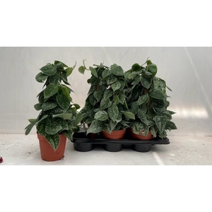 Scindapsus pictus 'Silvery Ann'