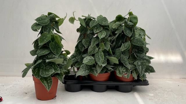 <h4>Scindapsus pictus 'Silvery Ann'</h4>