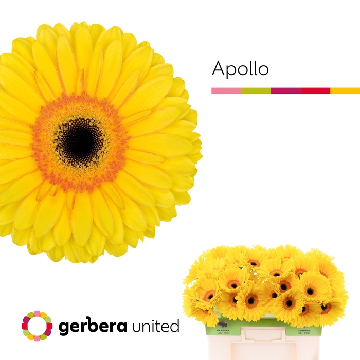 <h4>Gerbera Apollo Water</h4>