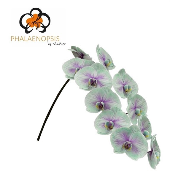 <h4>Phal Coloured Ibiza 10-14</h4>