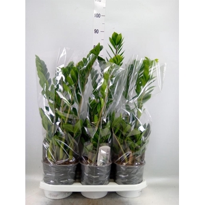 Zamioculcas zamiifolia