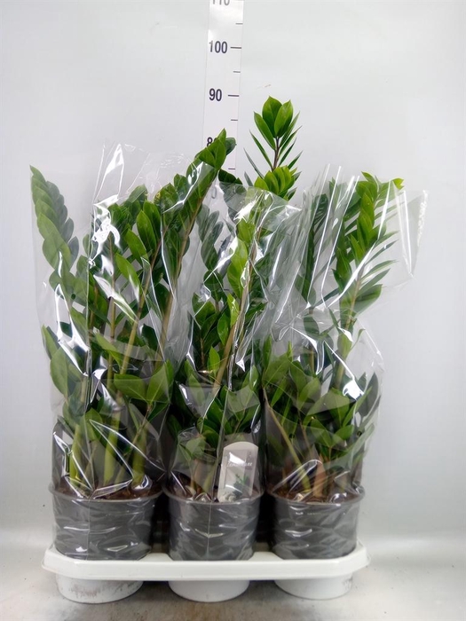 <h4>Zamioculcas zamiifolia</h4>