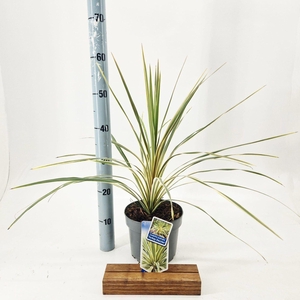 Cordyline