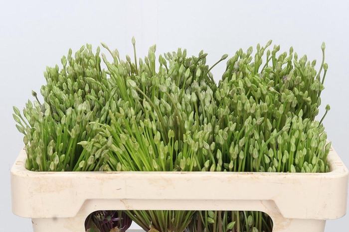 <h4>Allium Schubertii</h4>