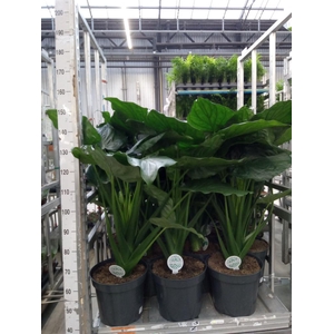 Alocasia cucullata