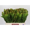 Leucadendron Goldstrike