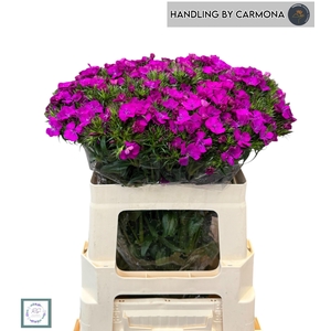 DI BARB AM NEON PURP