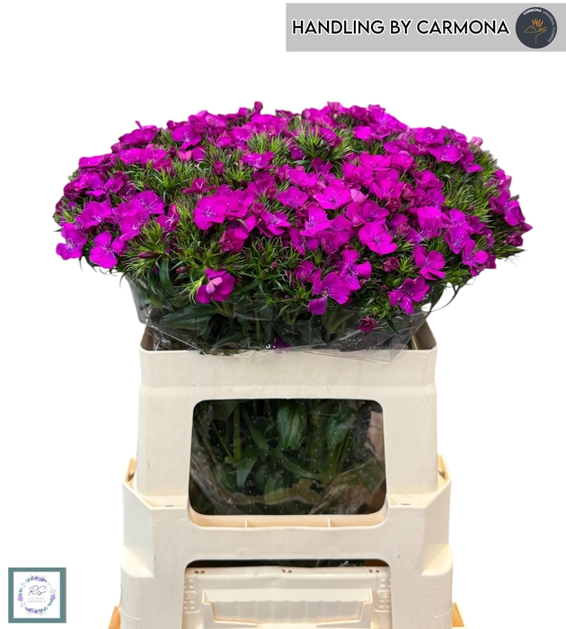 <h4>DI BARB AM NEON PURP</h4>