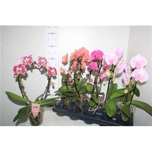 ** Phal Gem Bow 2 Branches 16+ * Winter Promo *