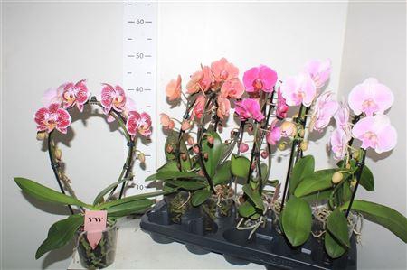 <h4>** Phal Gem Bow 2 Branches 16+ * Winter Promo *</h4>