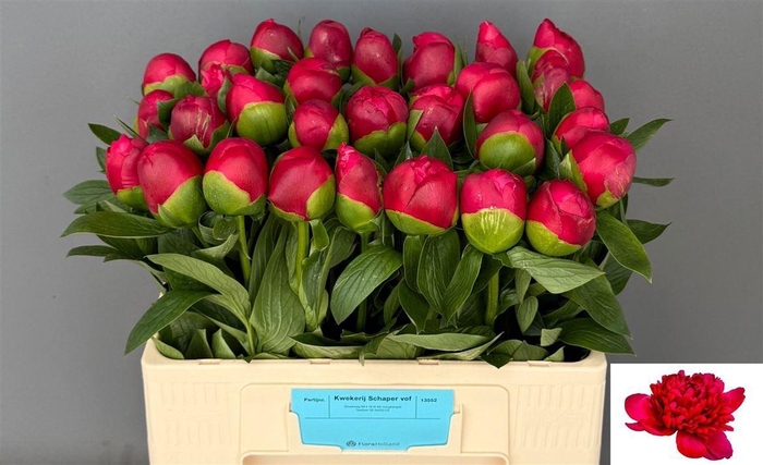 <h4>Paeo Belgravia</h4>