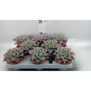 Echeveria   ...